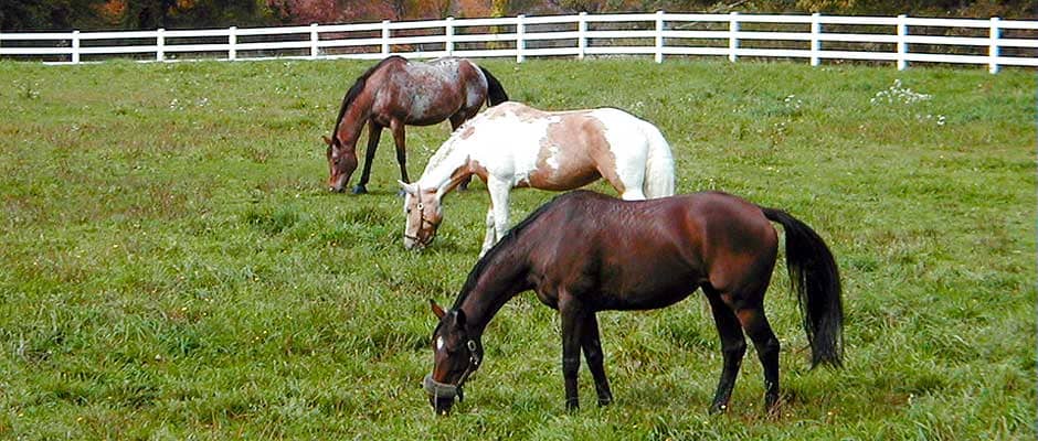 Horses in North paddock at Huckins Farm, Bedford, MA