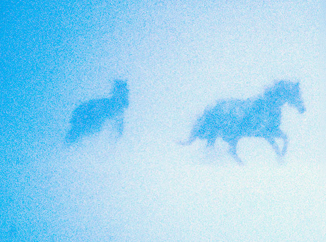 Horse galloping in a winter's storm at Huckins Farm - Bedford, MA