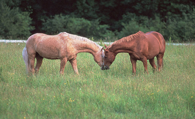 Horse Boarding Stables - Bedford, MA