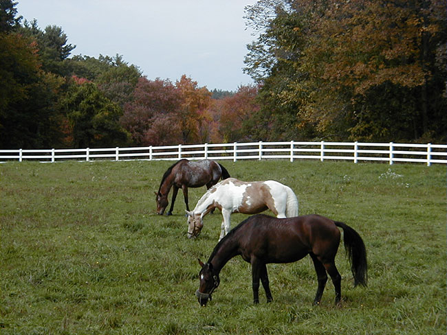 North Rd Pasture - Huckins Farm - Bedford, MA